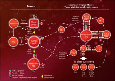 Immunotherapy Combined with Large Fractions of Radiotherapy: Stereotactic Radiosurgery for Brain Metastases—Implications for Intraoperative Radiotherapy after Resection